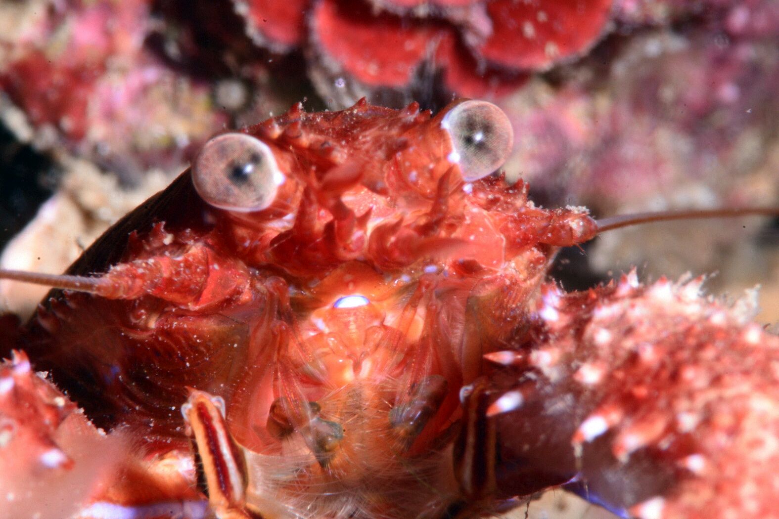 XXVI Campeonato de España de Fotografía Submarina NAFOSUB – 2014